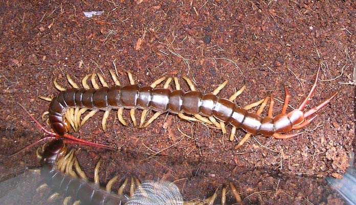 Scolopendra subspinipes