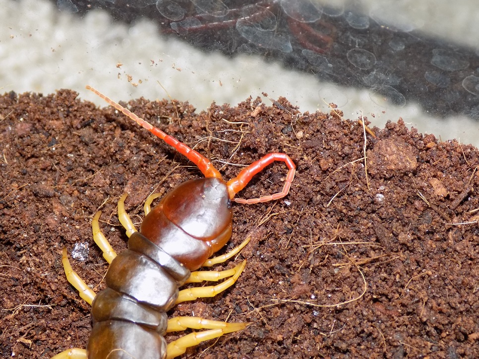 Scolopendra subspinipes