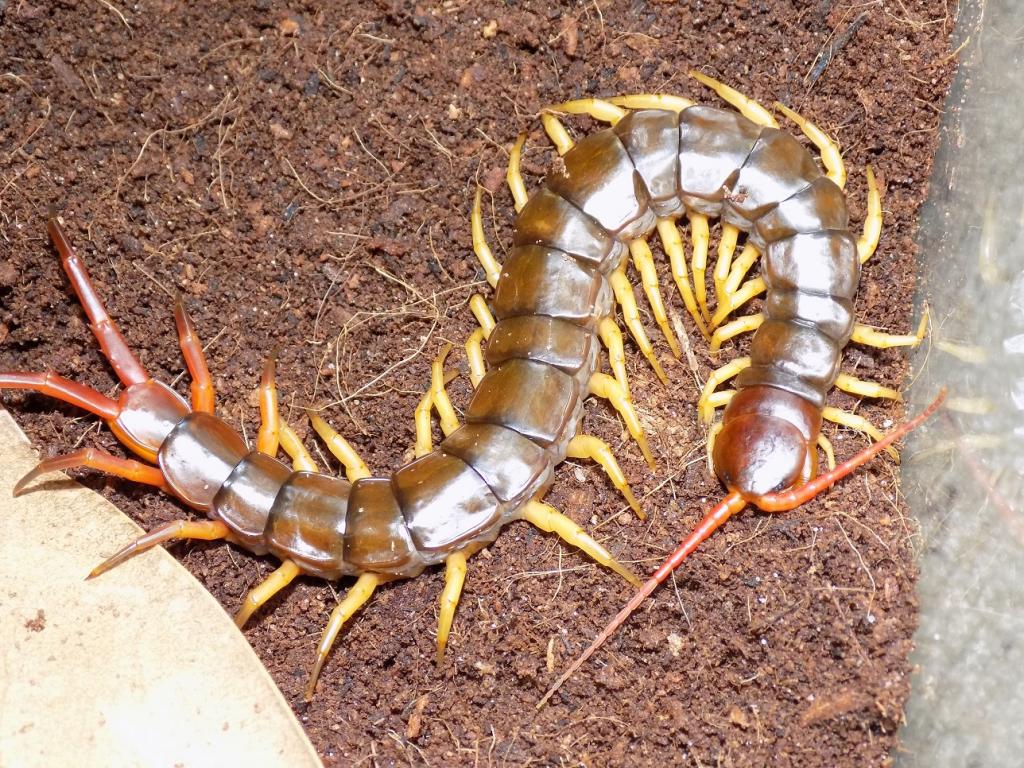 Scolopendra subspinipes