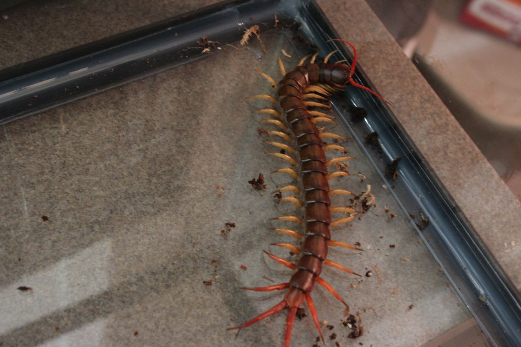 Scolopendra subspinipes