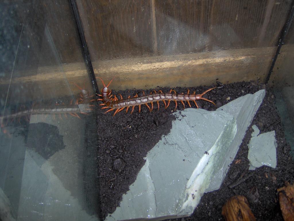 Scolopendra subspinipes!