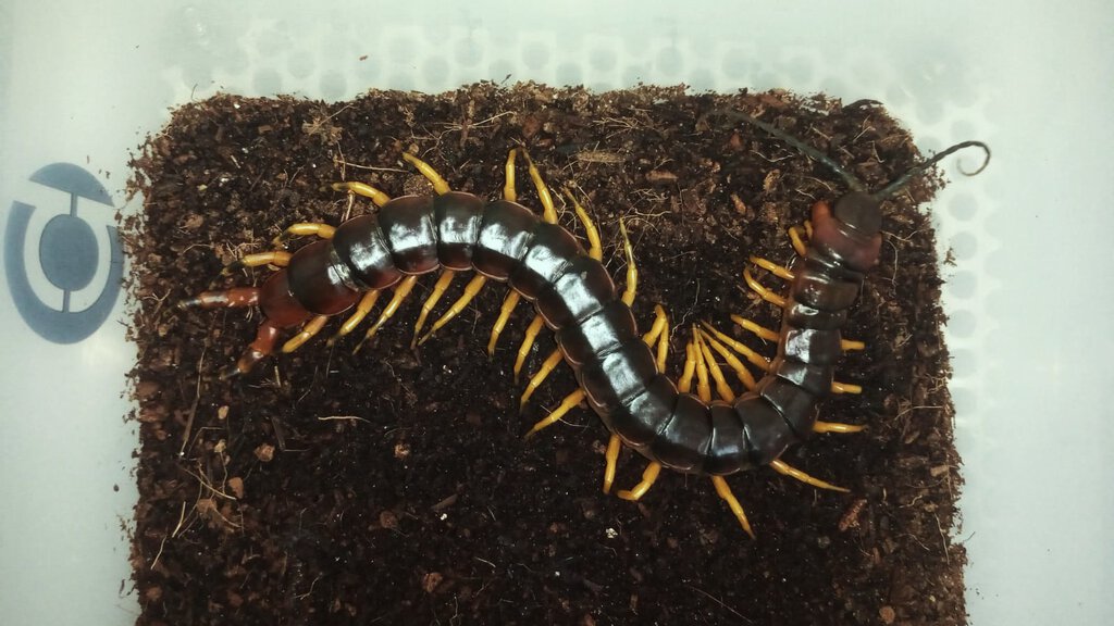 Scolopendra v.viridicornis ''yellow legs''