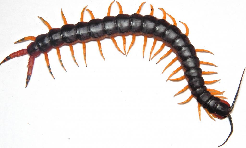 Scolopendra v.viridicornis