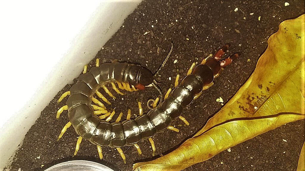 Scolopendra V. Viridicornis