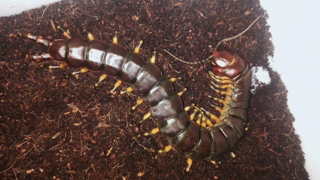 Scolopendra viridicornis ''tiger leg''