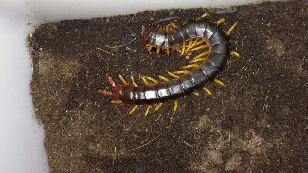 Scolopendra viridicornis viridicornis