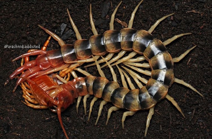 Scolopendra viridicornis.