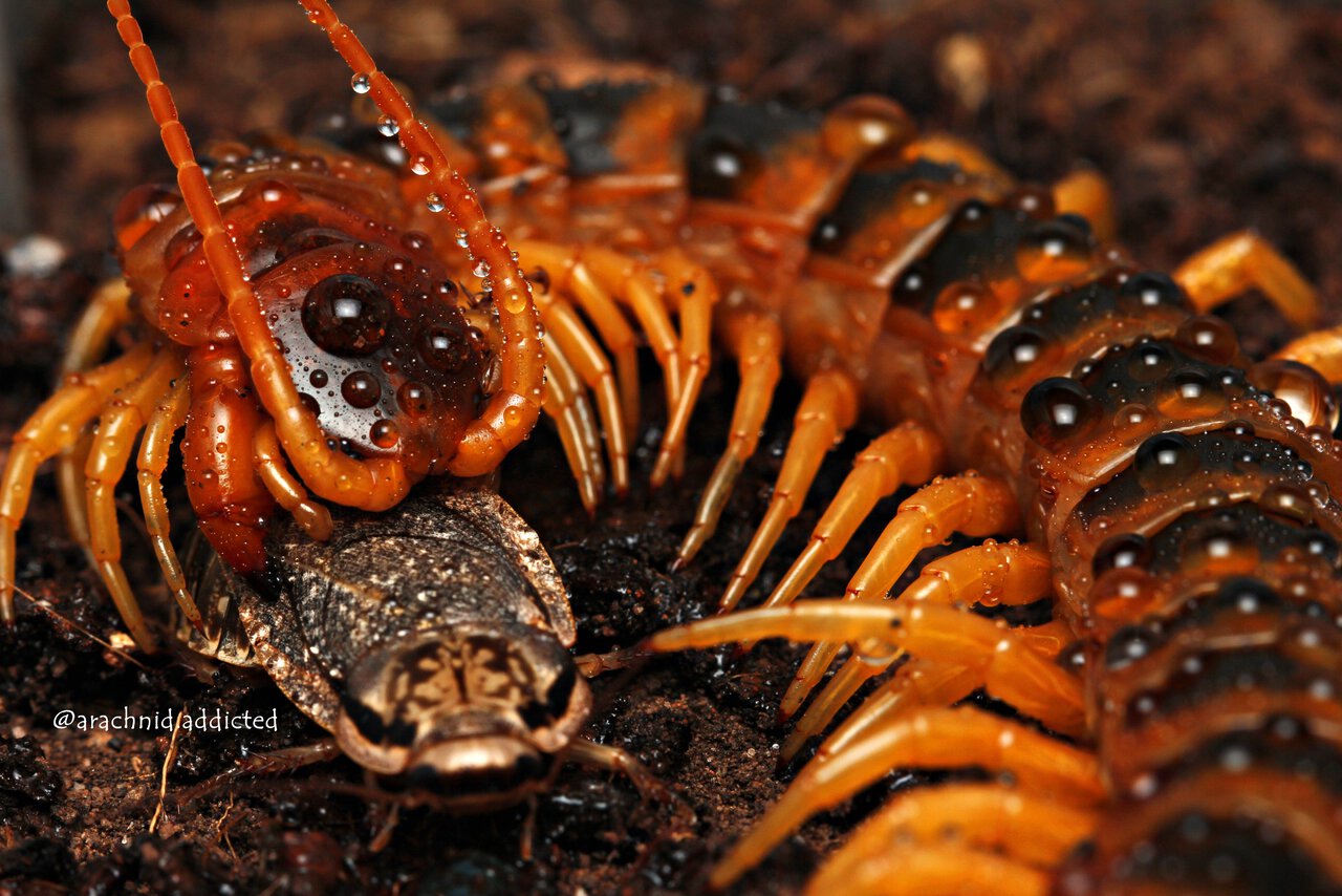 Scolopendra viridicornis.