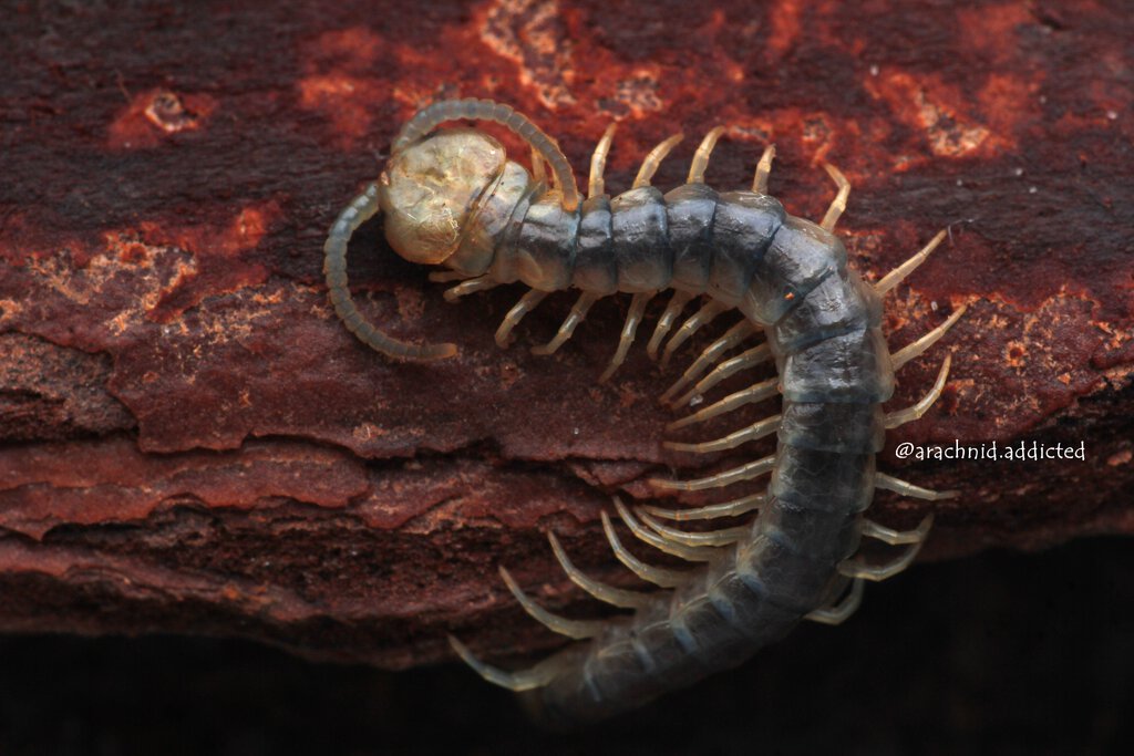 Scolopendra viridicornis.