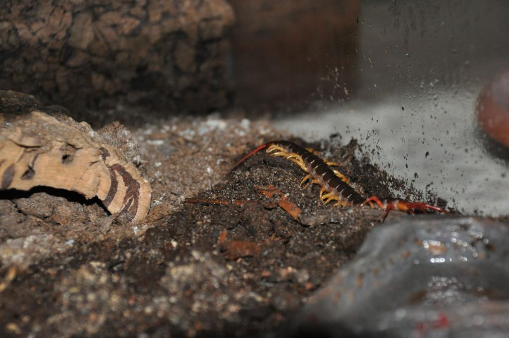 scolopendra