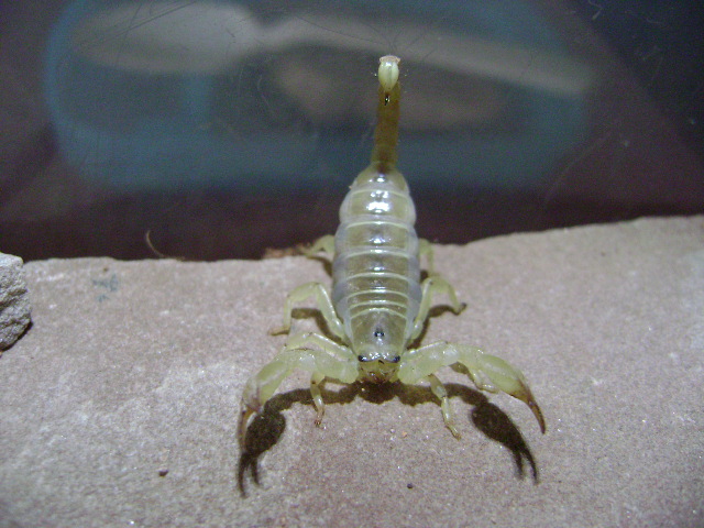 Scorpio maurus palmatus