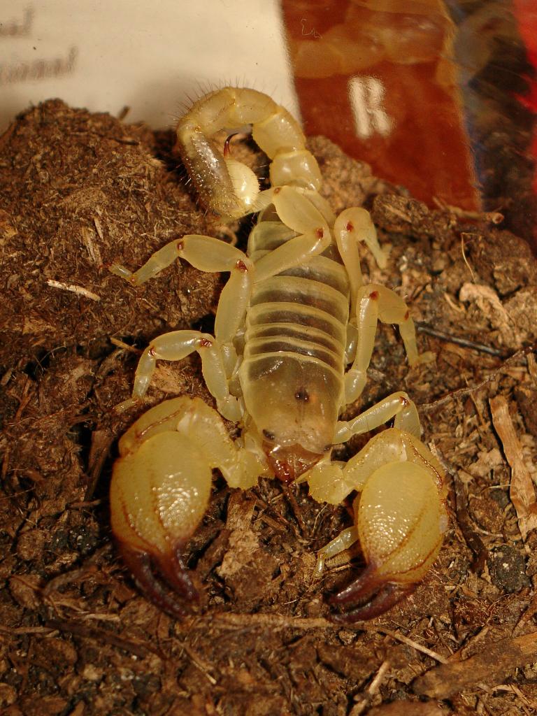 Scorpio maurus