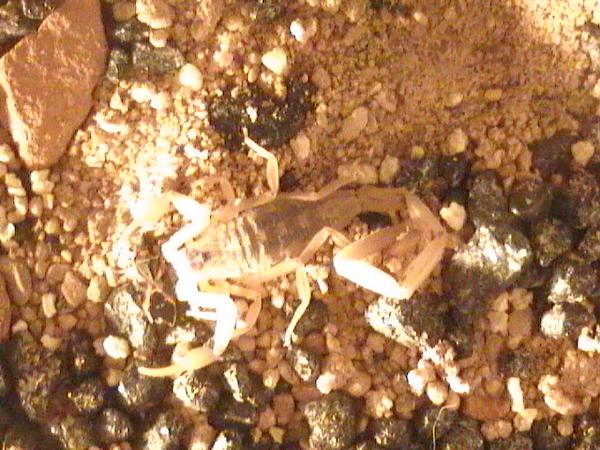 Scorpion Pix