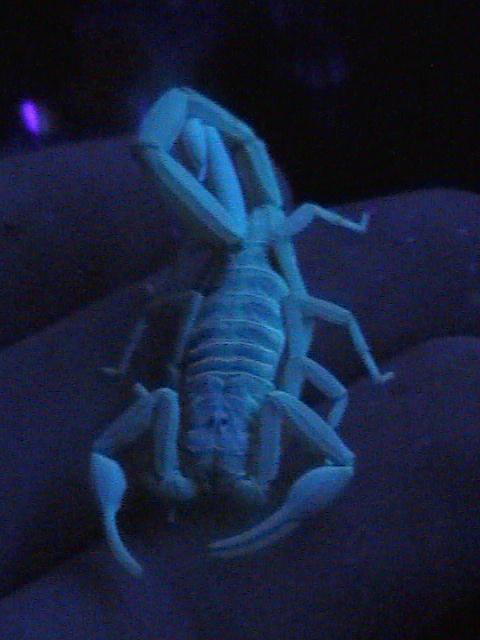 Scorpion Pix