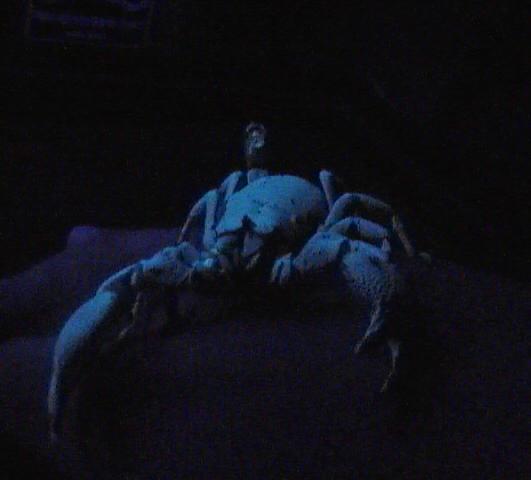 Scorpion Pix