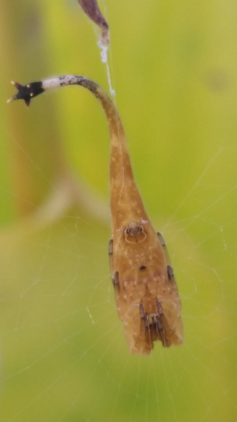 Scorpion Tailed Spider