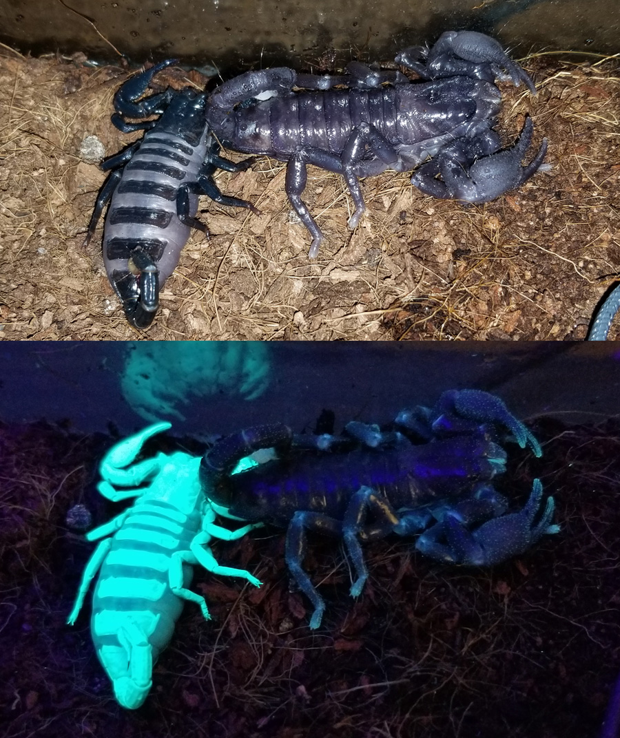 Scorpionmolt