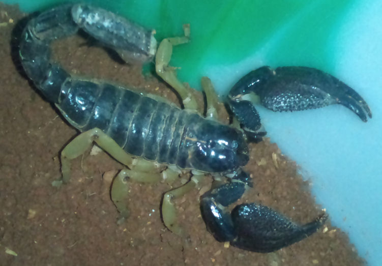 Scorpions Unidentified plzz help