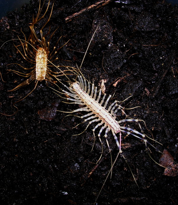 Scutigera coleoptrata