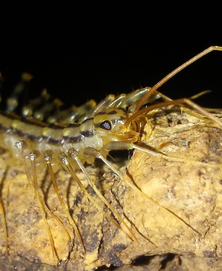 Scutigera coleoptrata