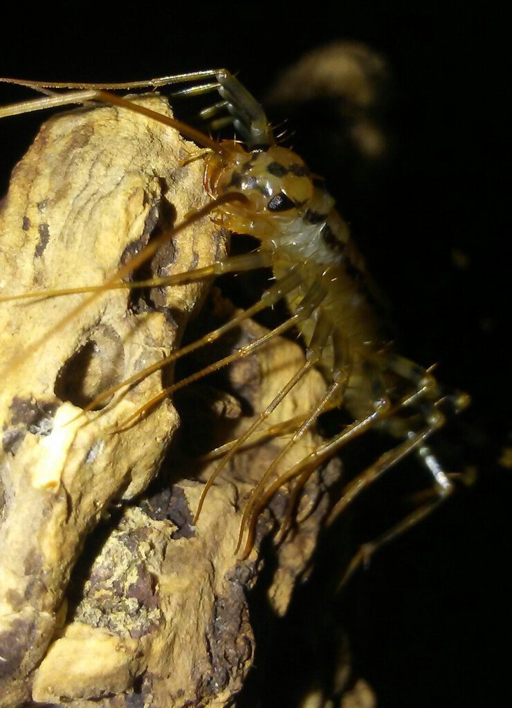 Scutigera coleoptrata