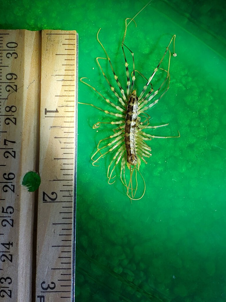 Scutigera coleoptrata