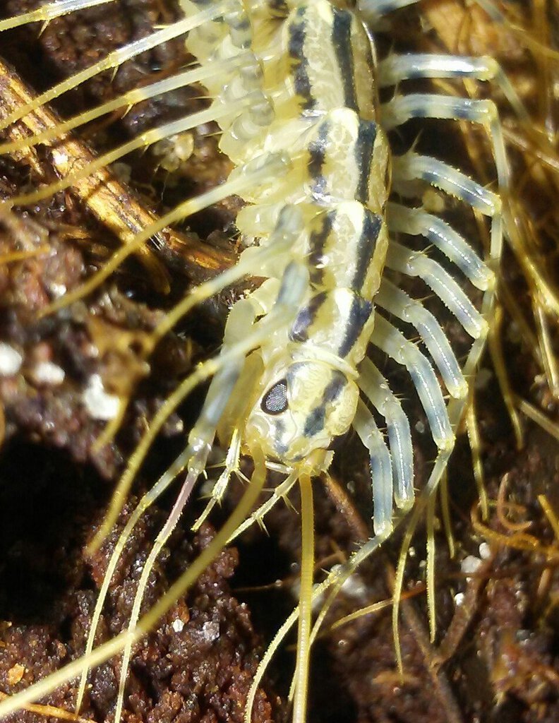 Scutigera coleoptrata