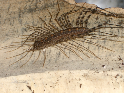 Scutigera sp. from Nigeria