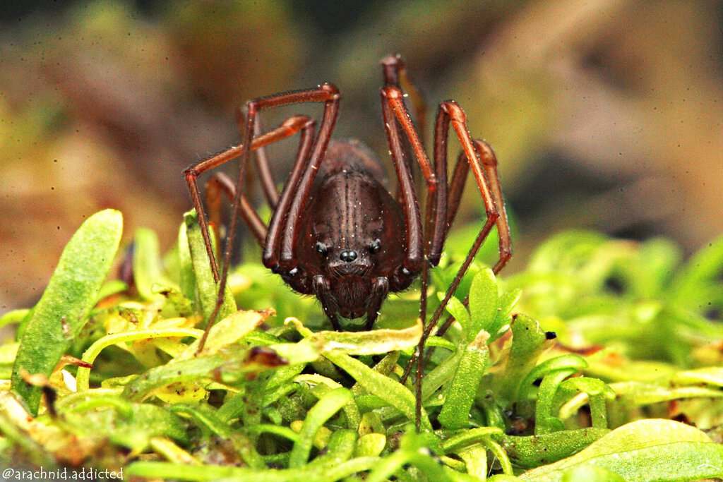 Scytodes cf. fusca