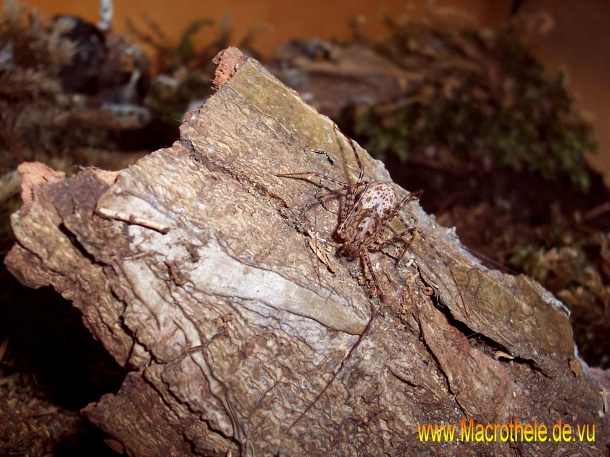 Scytodes globula female