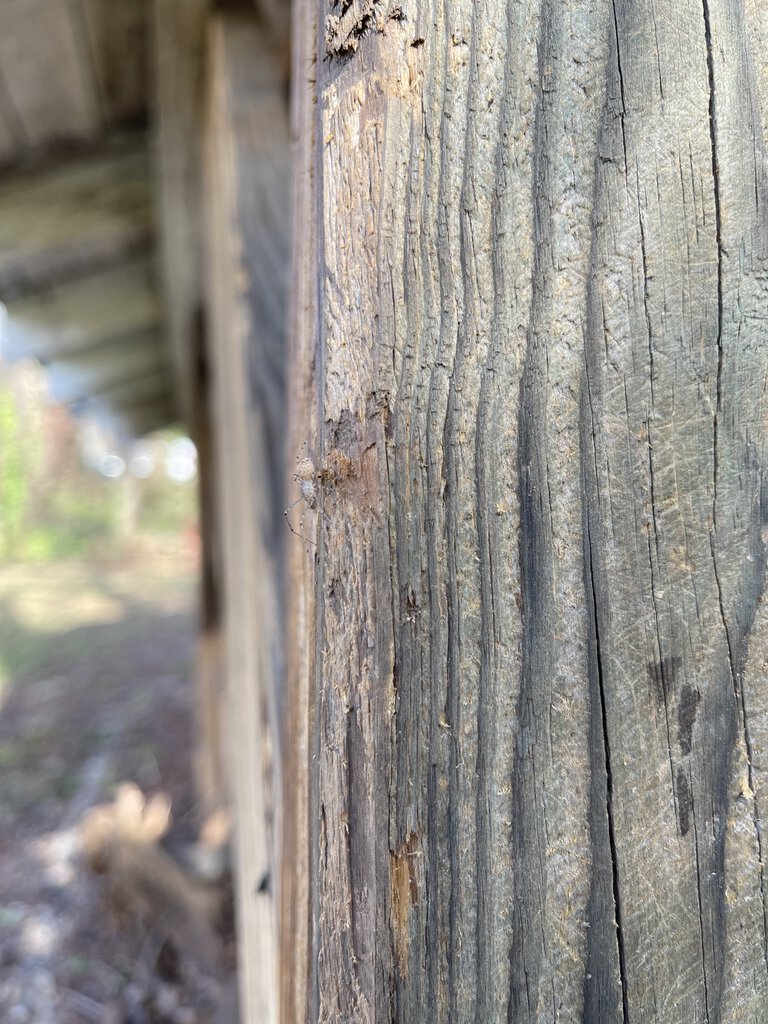 Scytodes Thoracica I found.