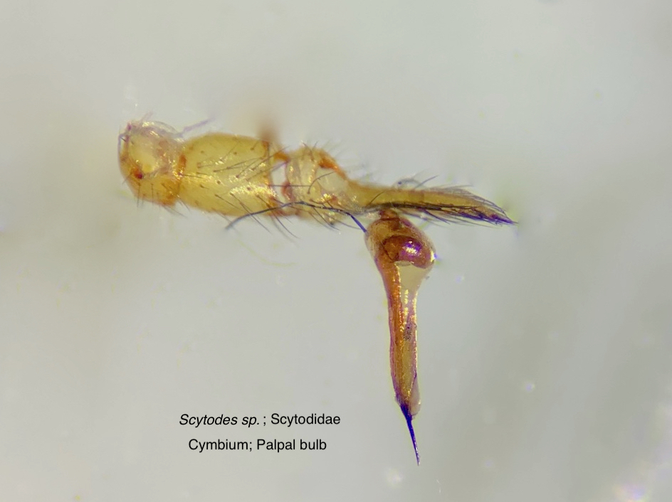 Scytodes_cymbium_palpalbulb.jpg