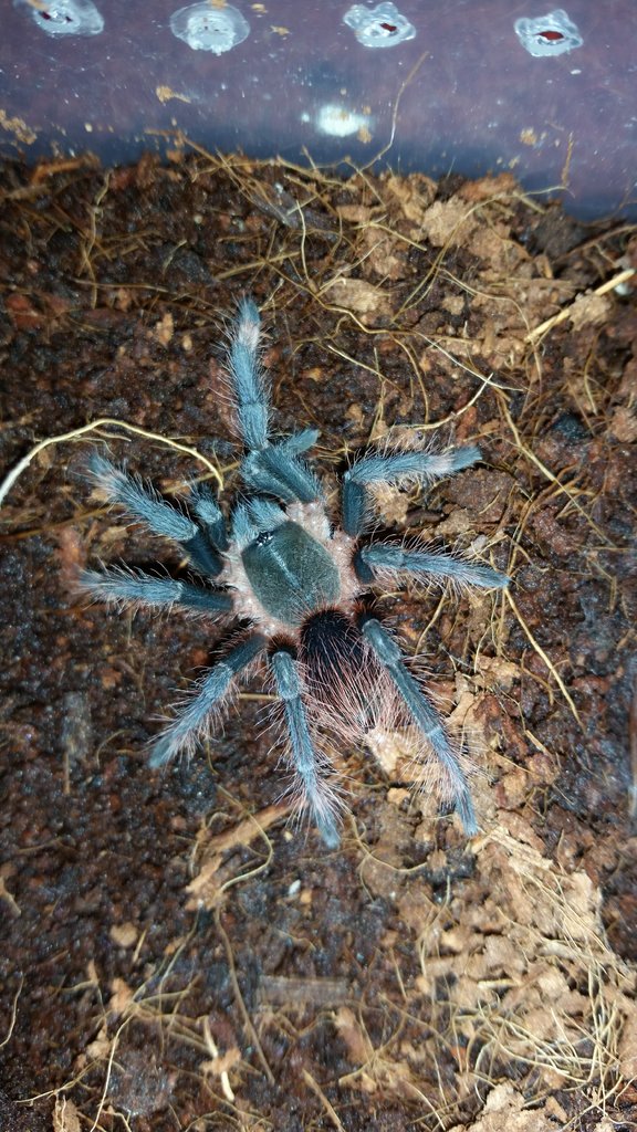 Seciropelma Sp. Bajos