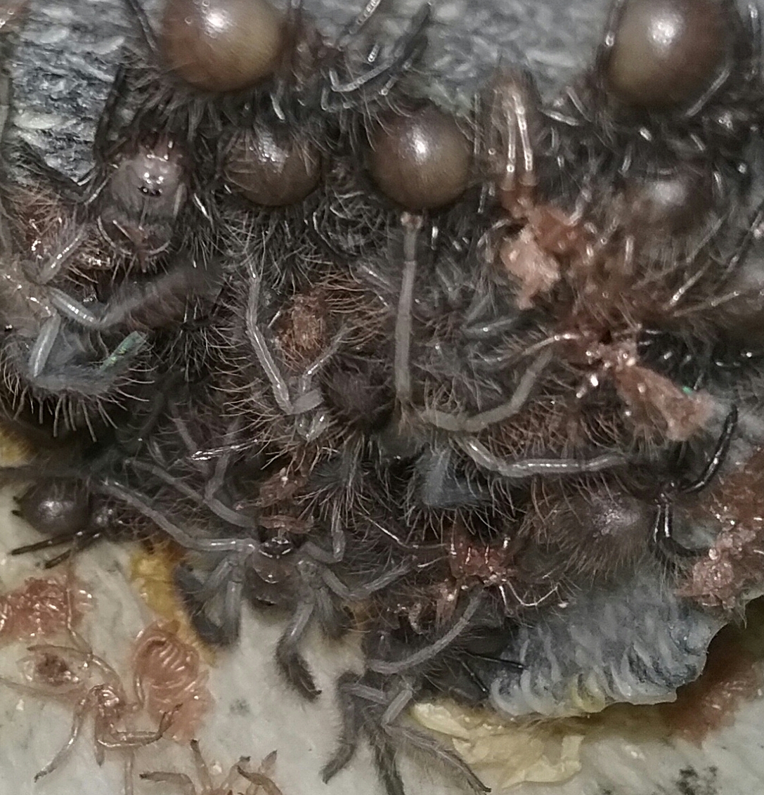 second instar schioedtei