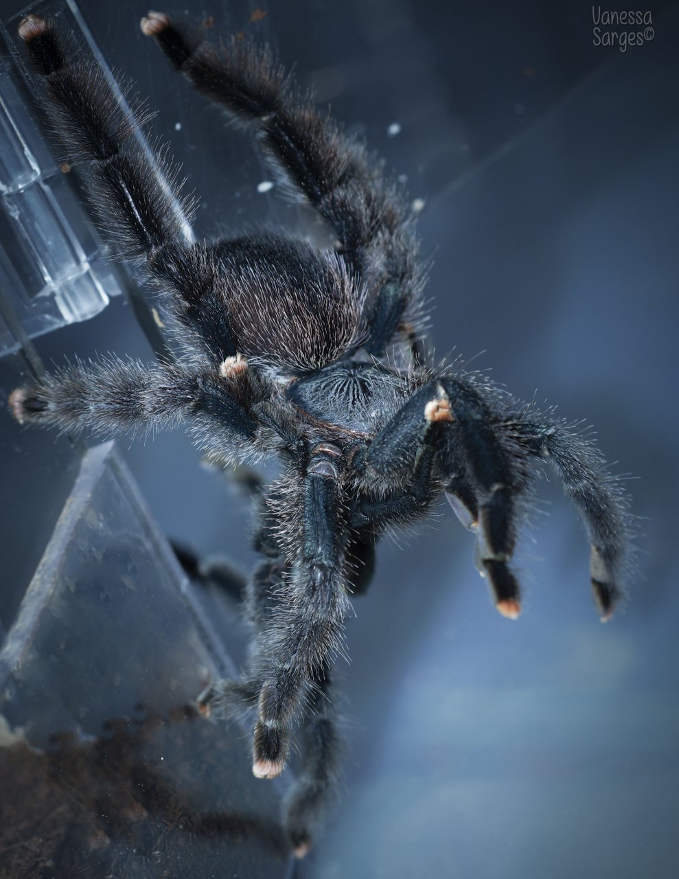 Second, Much Larger, Female Avicularia avicularia Breeding