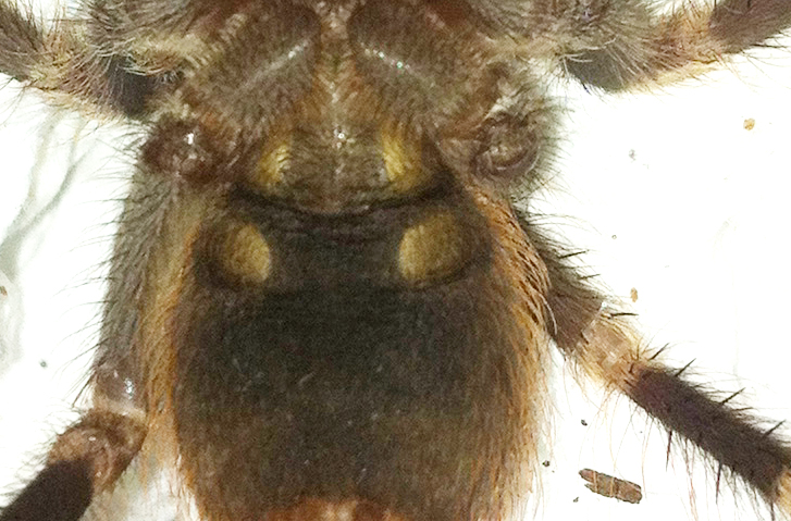 Second N.Chromatus