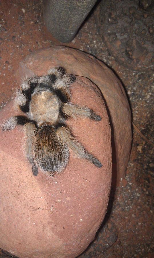 Sedona-area Aphonopelma  Photo #3