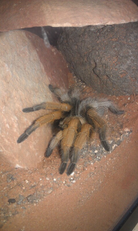 Sedona-area Aphonopelma