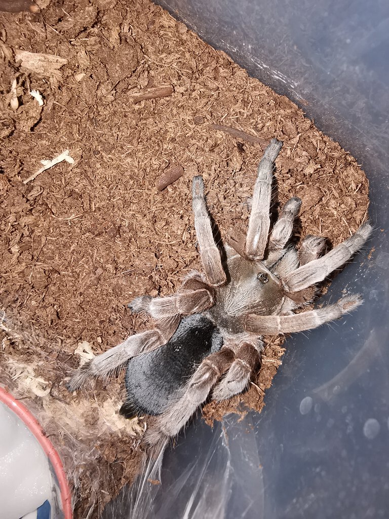 Selenotypus sp. "Champagne Robustus"