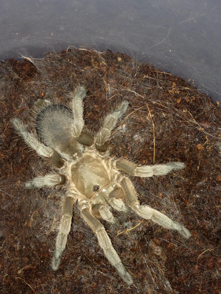 selenotypus sp. "gemfields"