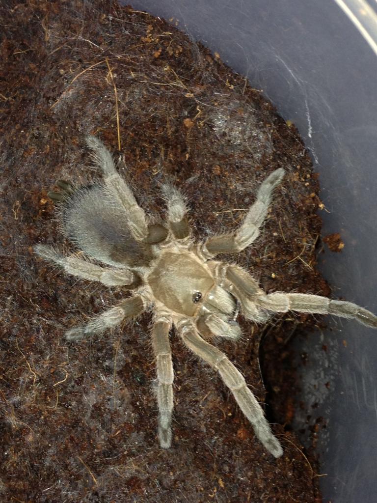 selenotypus sp. "gemfields"