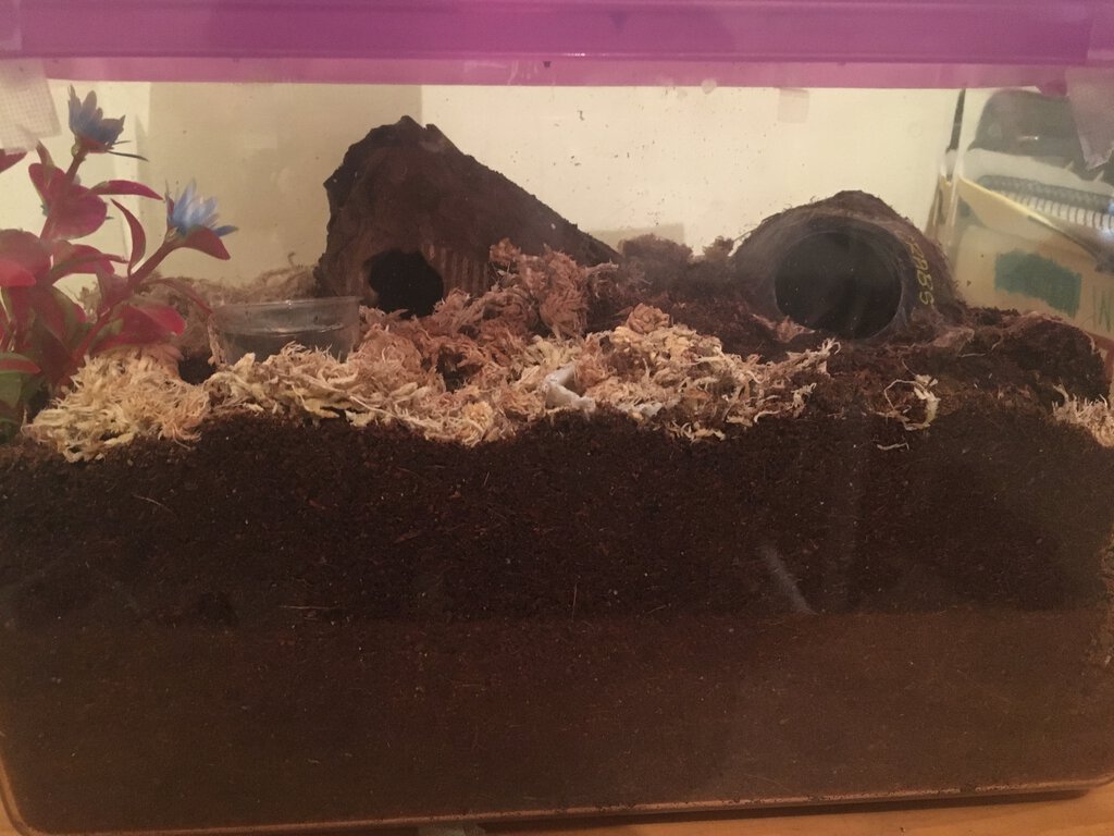 Selenotypus sp. "Wallace" enclosure