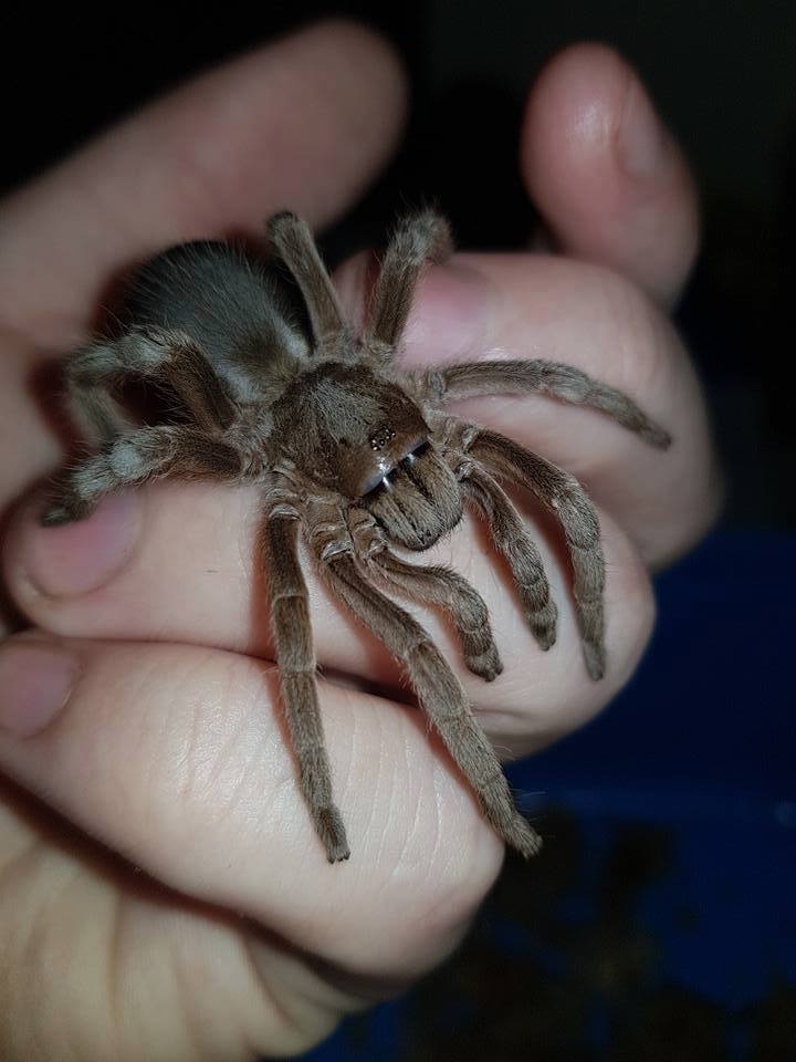 Selenotypus sp. "Wallace"