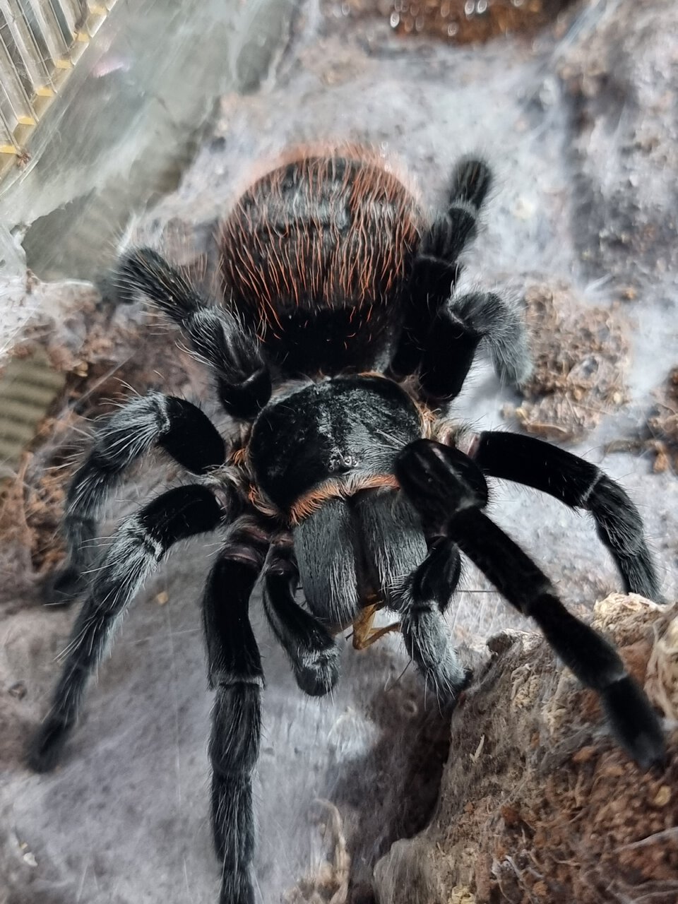 Sericopelma angustum (AF)