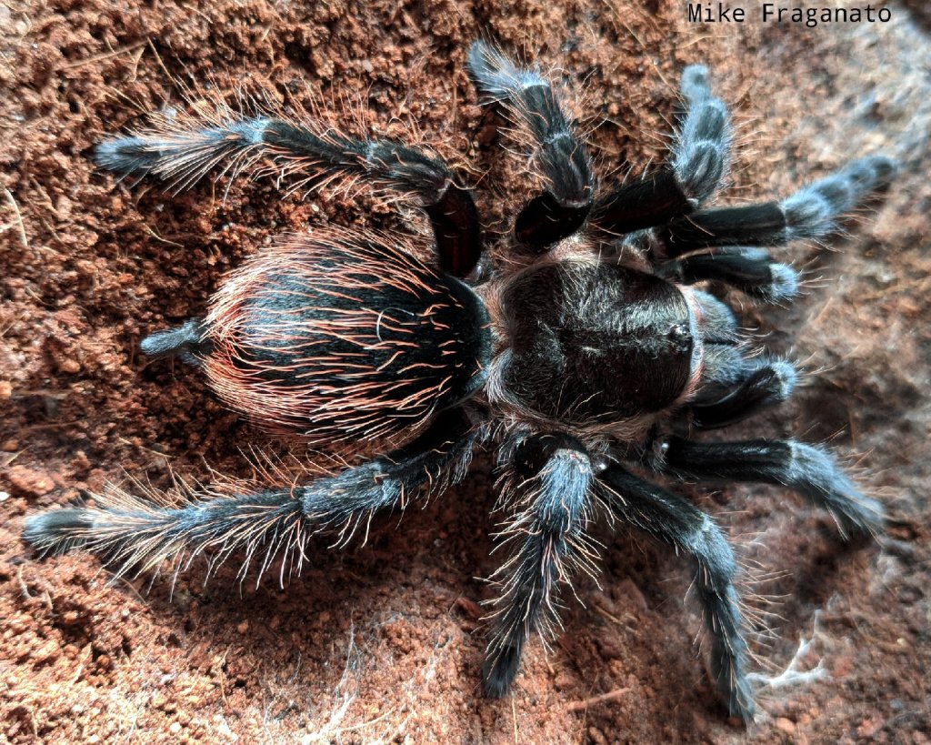 Sericopelma angustum