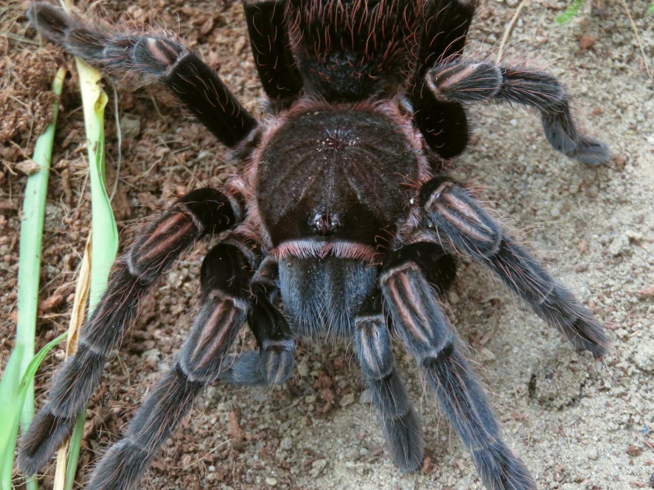 Sericopelma generalum, AF