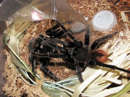 Sericopelma Rubronitens 2010 Pairing