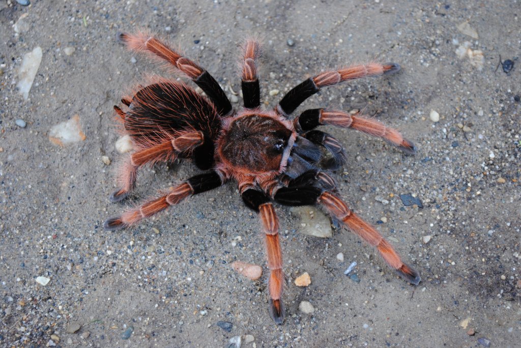 Sericopelma sp. “Santa Catalina” - Female