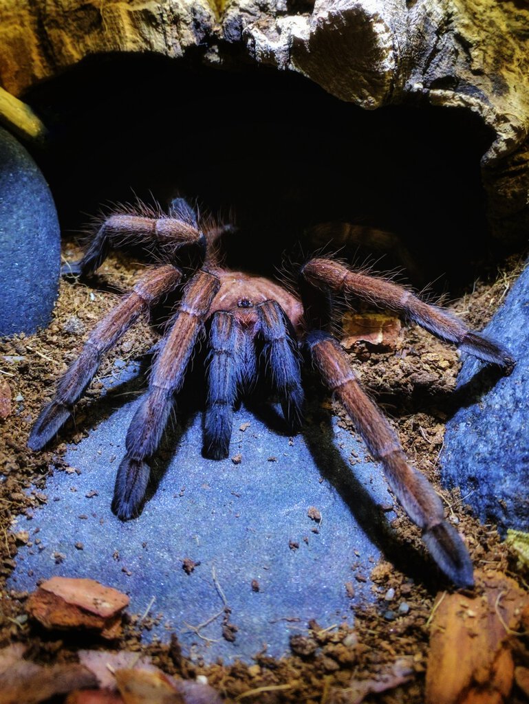 Sericopelma sp. Boquete