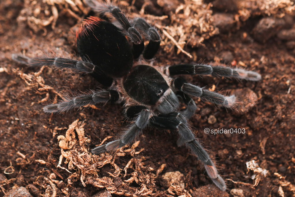 Sericopelma sp. Darien